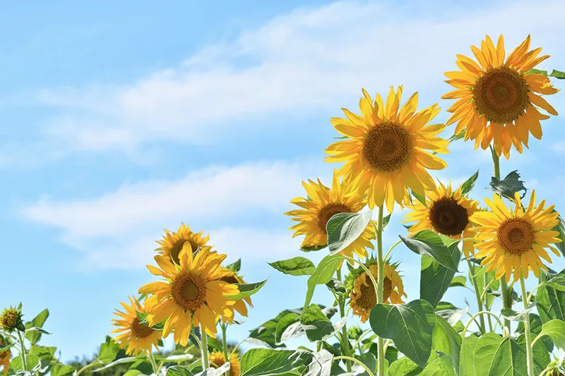 年末年始休業のお知らせ